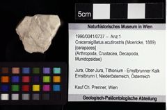 Foto (Objket + Etiketten) von Cracensigillatus acutirostris (Moericke, 1889) 